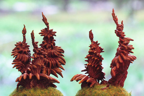  plante carnivor  